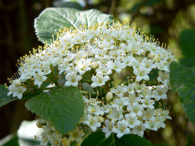 Unser Orchideenpark Bild Nr.119